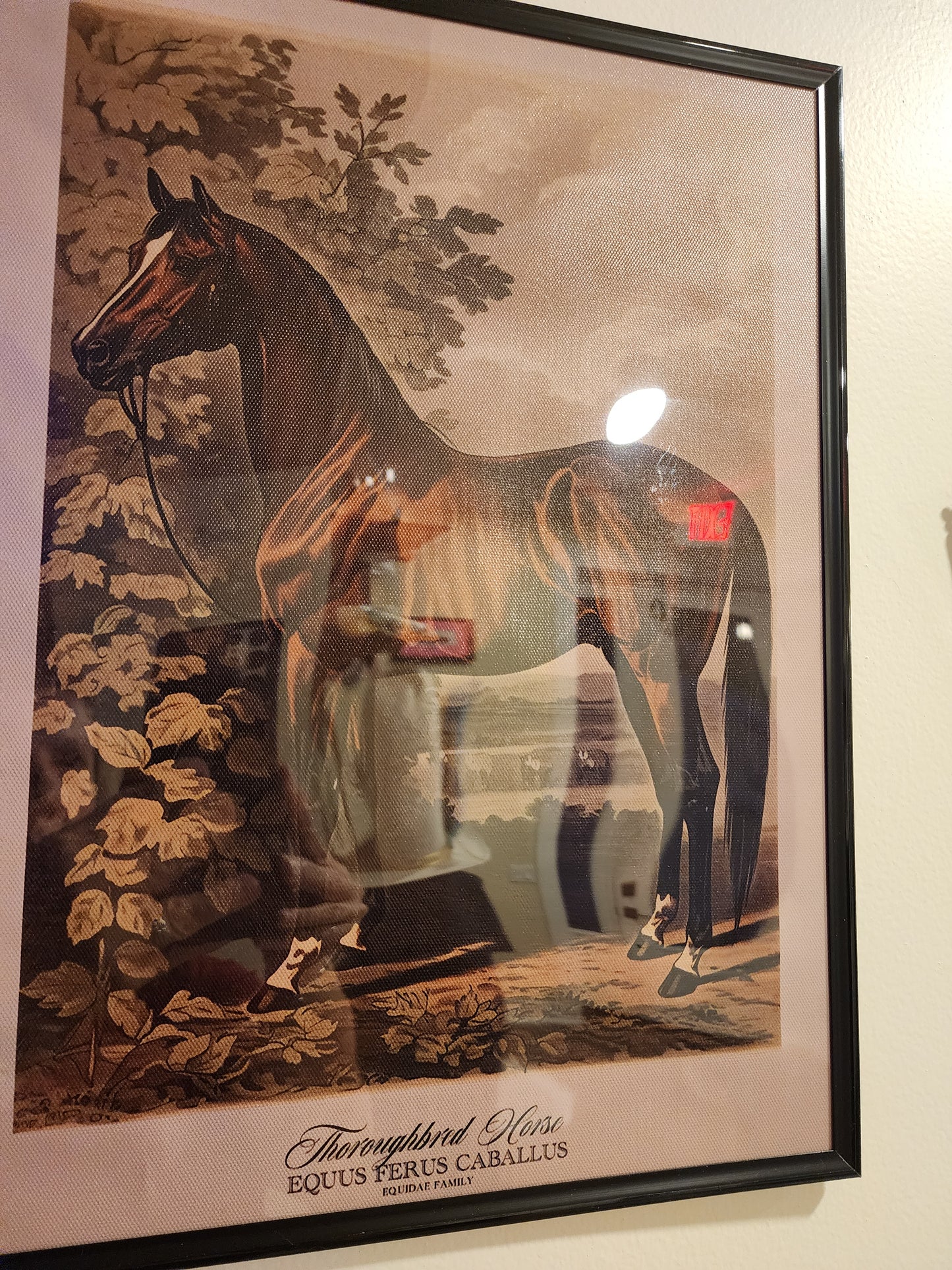 Vintage Horse on Canvas in Acrylic Frame